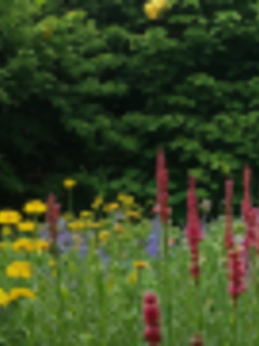 Blomstrende have i Haveforeningen Hjortespring